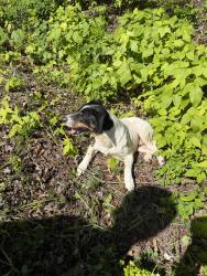 Found/Stray Male Dog last seen Wolf Creek, Rhea County, TN 37381
