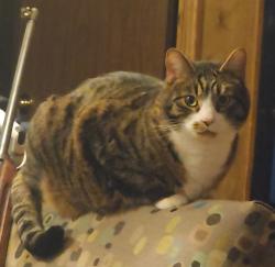 Lost Male Cat last seen 88th and fair street , Denver, CO 80229