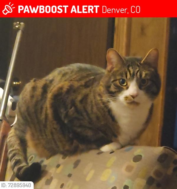 Lost Male Cat last seen 88th and fair street, Denver, CO 80229