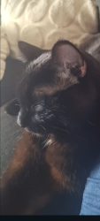 Reunited Male Cat last seen Maplewood MN , Maplewood, MN 55117