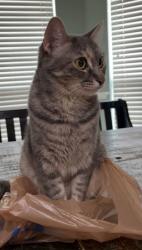 Lost Female Cat last seen Eldorado and coit , Frisco, TX 75035
