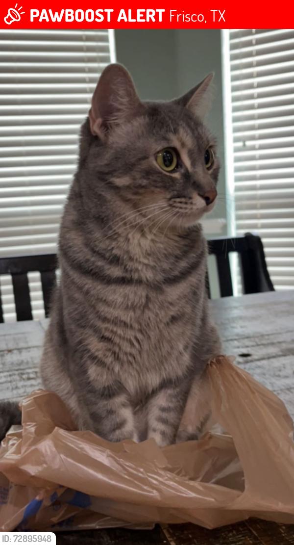 Lost Female Cat last seen Eldorado and coit , Frisco, TX 75035