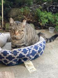 Found/Stray Male Cat last seen Near Crestwell drive , Indianapolis, IN 46268