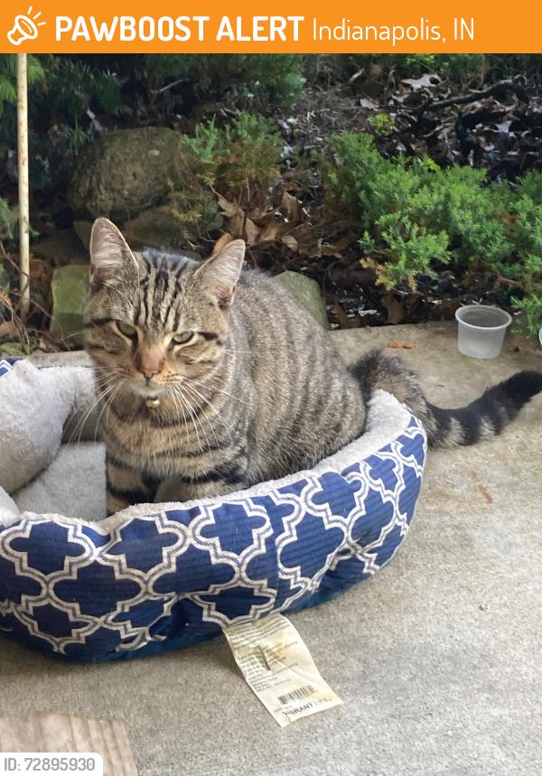 Found/Stray Male Cat last seen Near Crestwell drive , Indianapolis, IN 46268