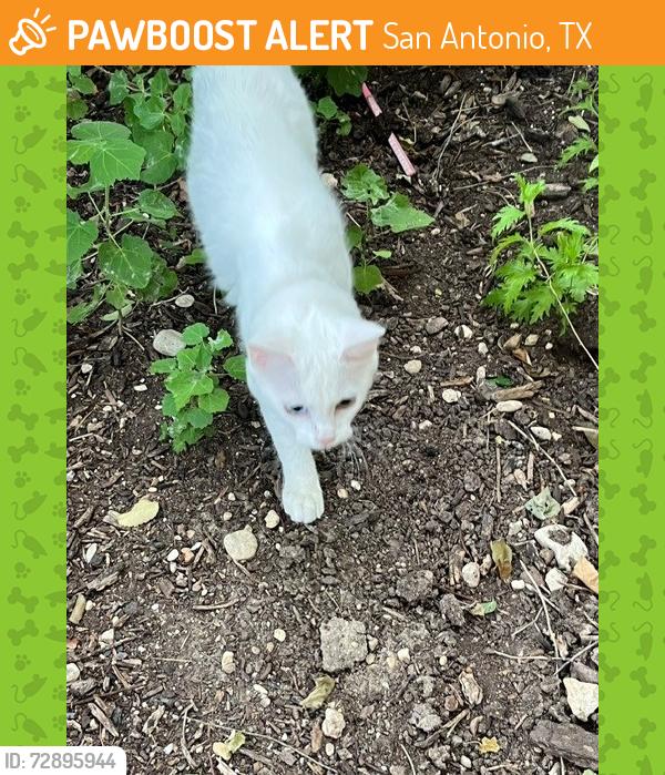 Found/Stray Unknown Cat last seen Wurzbach Parkway Computer Solutions Parking Lot near the church, San Antonio, TX 78217