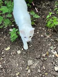 Found/Stray Unknown Cat last seen Wurzbach Parkway Computer Solutions Parking Lot near the church, San Antonio, TX 78217