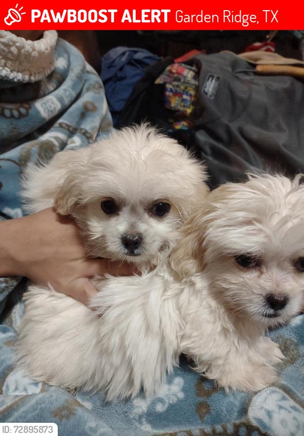 Lost Male Dog last seen On the corner of Bat Cave Road and Blazing Star/ he's in Wild Wind ests somewhere., Garden Ridge, TX 78266