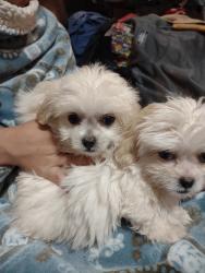 Lost Male Dog last seen On the corner of Bat Cave Road and Blazing Star/ he's in Wild Wind ests somewhere., Garden Ridge, TX 78266