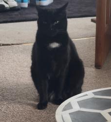 Lost Male Cat last seen Pickmere Rd Handforth , Handforth, England SK9