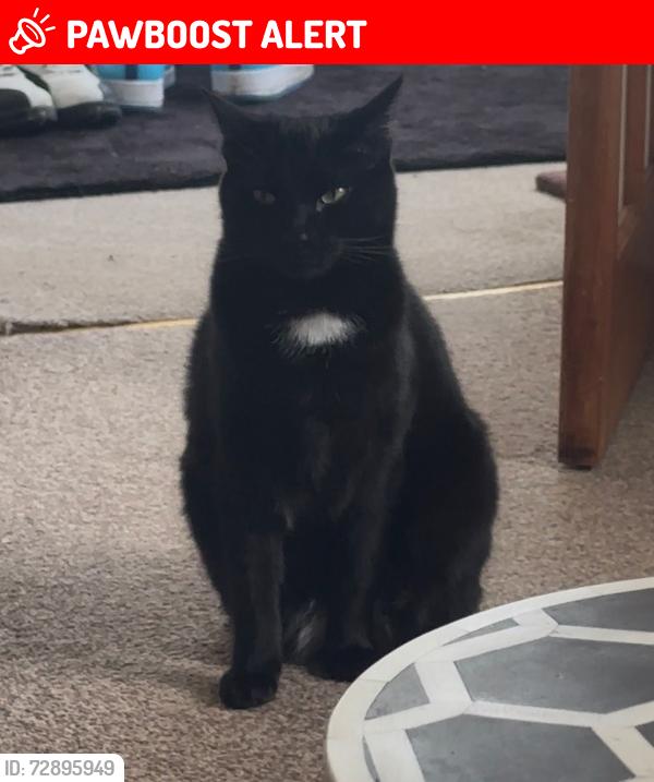 Lost Male Cat last seen Pickmere Rd Handforth , Handforth, England SK9