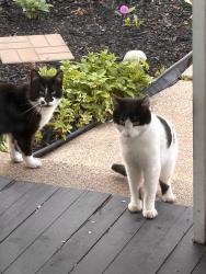 Found/Stray Unknown Cat last seen Geranium/wiede, Saint Paul, MN 55117
