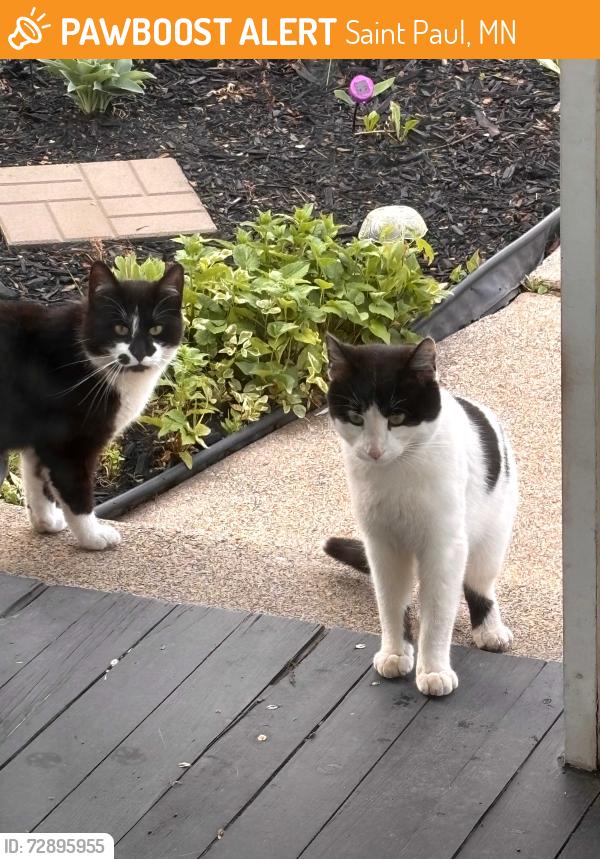 Found/Stray Unknown Cat last seen Geranium/wiede, Saint Paul, MN 55117