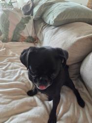 Found/Stray Female Dog last seen Morongo and Williams, Banning, CA 92220