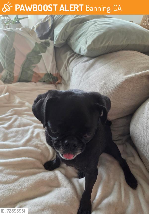 Found/Stray Female Dog last seen Morongo and Williams, Banning, CA 92220