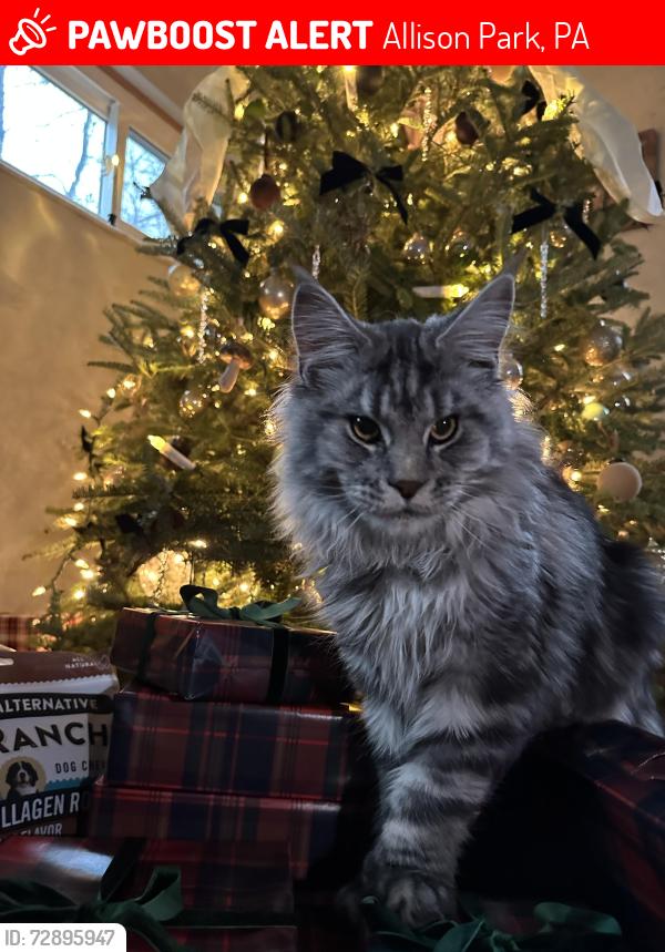 Lost Male Cat last seen Duncan Avenue, Route 8 , Allison Park, PA 15101