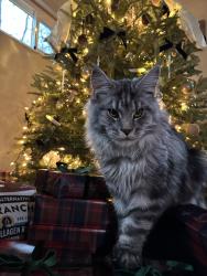 Lost Male Cat last seen Duncan Avenue, Route 8 , Allison Park, PA 15101