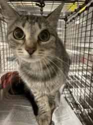Shelter Stray Female Cat last seen , Los Angeles, CA 91405