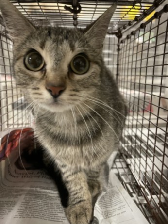 Shelter Stray Female Cat last seen , Los Angeles, CA 91405
