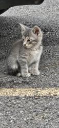 Found/Stray Unknown Cat last seen Oaklawn jockey club West parking lot across the street, Hot Springs, AR 71913