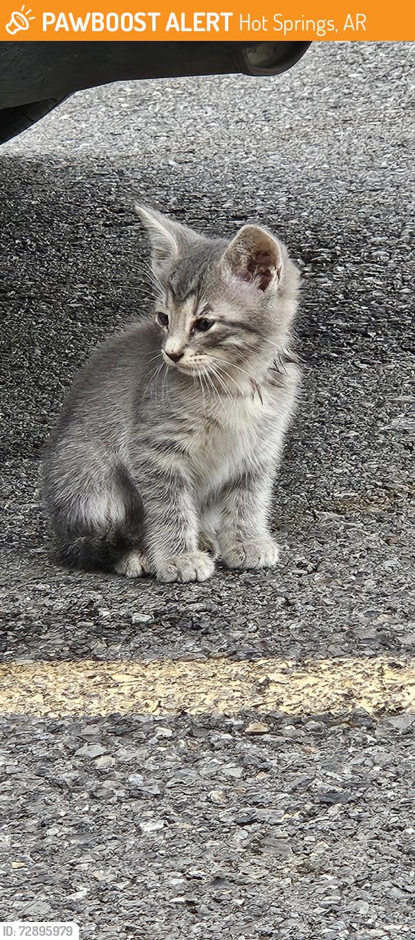 Found/Stray Unknown Cat last seen Oaklawn jockey club West parking lot across the street, Hot Springs, AR 71913