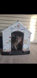 Reunited Male Cat last seen Near Oyster Bay Ct, Indianapolis, IN 46236, USA, Indianapolis, IN 46236