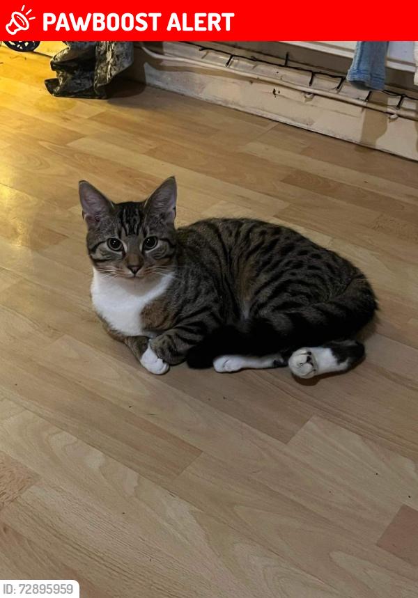Lost Male Cat last seen St helens , West Auckland, England DL14