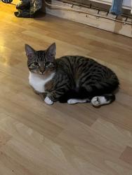 Lost Male Cat last seen St helens , West Auckland, England DL14