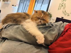 Lost Female Cat last seen Maple leaf way near the maverick , West Jordan, UT 84088