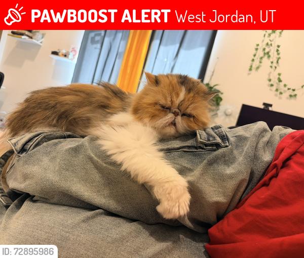 Lost Female Cat last seen Maple leaf way near the maverick , West Jordan, UT 84088