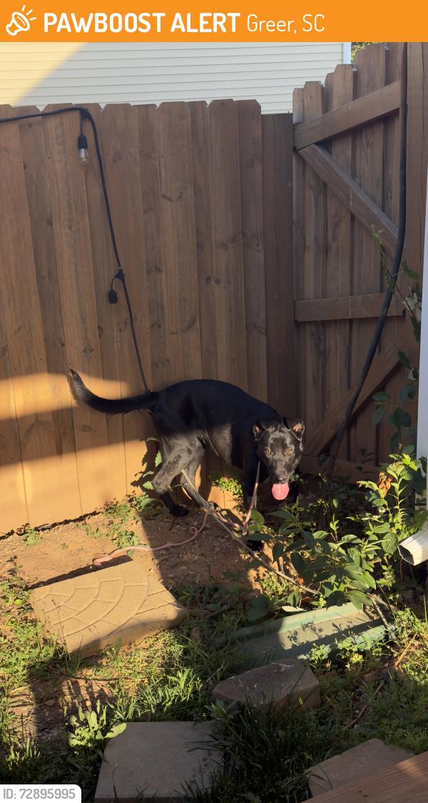 Found/Stray Female Dog last seen Riverside Highschool, Greer, SC 29651
