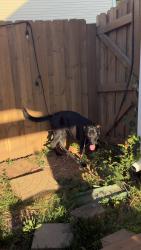 Found/Stray Female Dog last seen Riverside Highschool, Greer, SC 29651