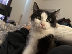 Lost Female Cat last seen Creekfall neighborhood, Burnet, TX 78611