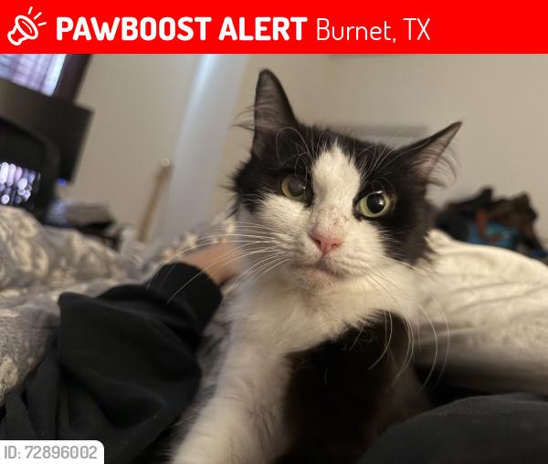 Lost Female Cat last seen Creekfall neighborhood, Burnet, TX 78611