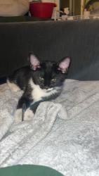 Lost Male Cat last seen Shirey Ln, James Harris Way, Centreville, VA 20121