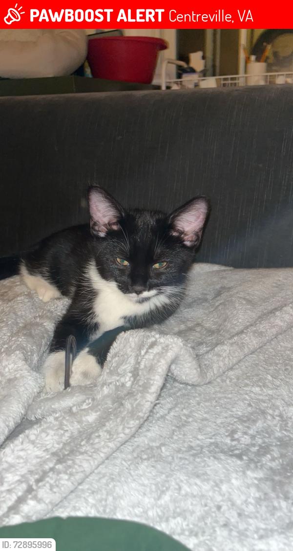 Lost Male Cat last seen Shirey Ln, James Harris Way, Centreville, VA 20121