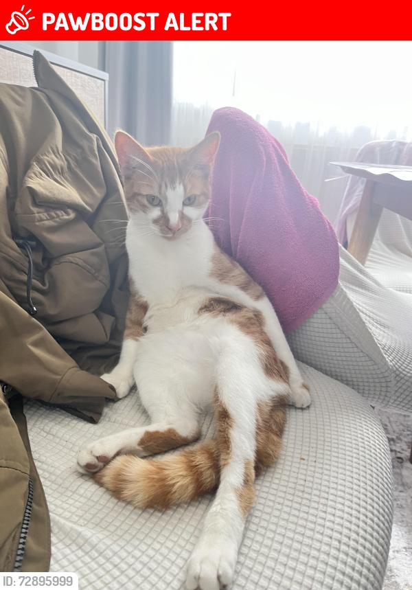 Lost Male Cat last seen Near mormon church, Tyne and Wear, England NE3 2SN