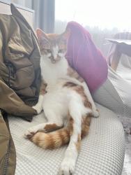 Lost Male Cat last seen Near mormon church, Tyne and Wear, England NE3 2SN