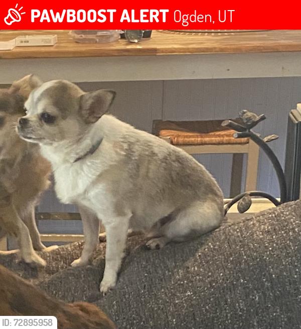Lost Male Dog last seen Uinta Elementary , Ogden, UT 84403
