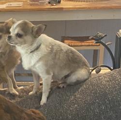 Lost Male Dog last seen Uinta Elementary , Ogden, UT 84403