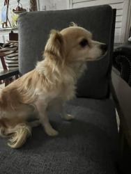 Found/Stray Female Dog last seen Country Club Dr, Banning, CA 92220