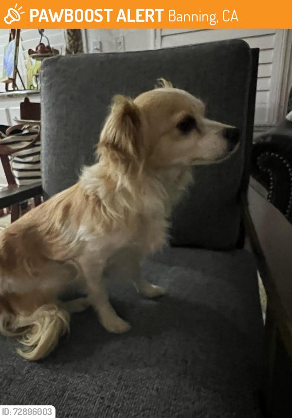 Found/Stray Female Dog last seen Country Club Dr, Banning, CA 92220