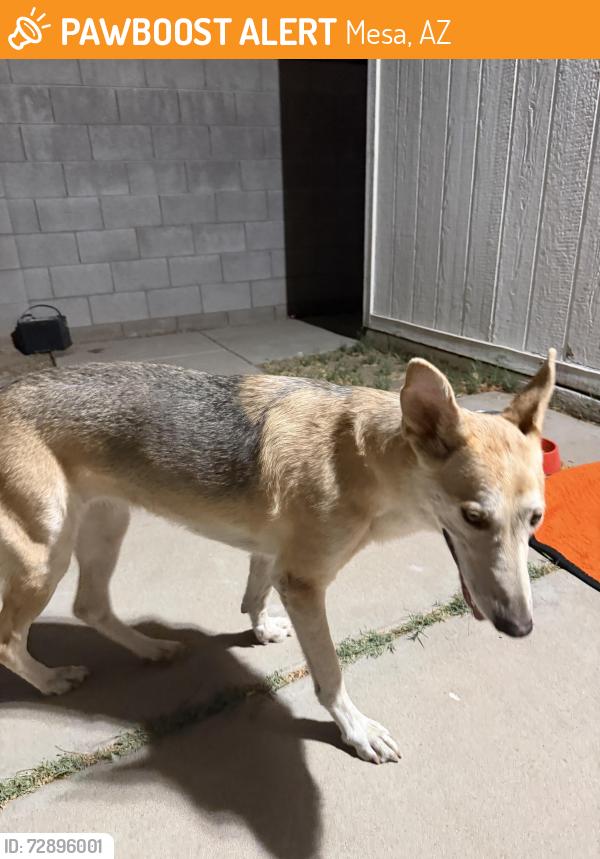 Found/Stray Female Dog last seen Alma School and Broadway, Mesa, AZ 85210