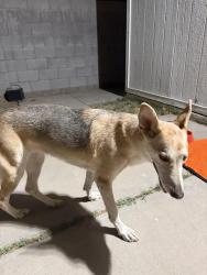 Found/Stray Female Dog last seen Alma School and Broadway, Mesa, AZ 85210