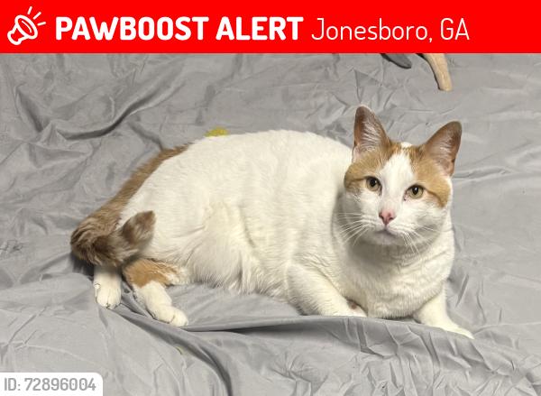 Lost Male Cat last seen Seen near Old South Lane in Old South subdivision , Jonesboro, GA 30236