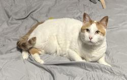 Lost Male Cat last seen Seen near Old South Lane in Old South subdivision , Jonesboro, GA 30236