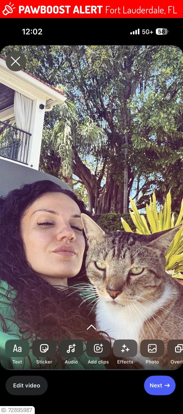 Lost Male Cat last seen Flamingodr, Fort Lauderdale, FL 33301