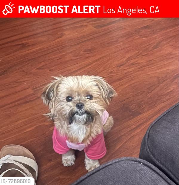 Lost Female Dog last seen Near E 130th St, Los Angeles, CA 90061
