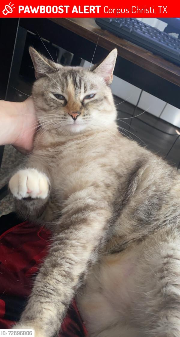 Lost Female Cat last seen Bay Bluff apmts, Compton Rd., Corpus Christi, TX 78418