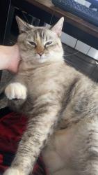Lost Female Cat last seen Bay Bluff apmts, Compton Rd., Corpus Christi, TX 78418
