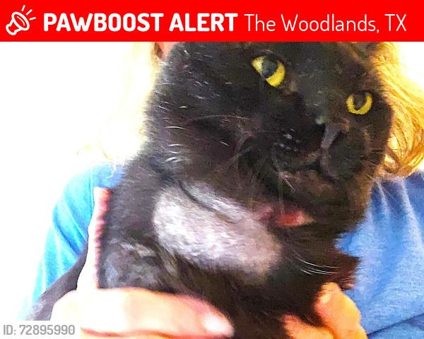 Lost Male Cat last seen W. Montfair Blvd, The Woodlands, TX 77382